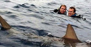 The True Story Behind 'Open Water' Is A Dark Mystery That Goes Way Beyond The Horror Of The Film