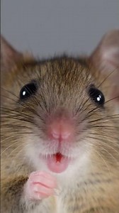 Close-up mouse squeaks — perfect cat teaser for playful pouncing 🐭