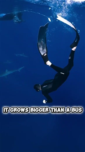 The Largest Shark In The World 🦈