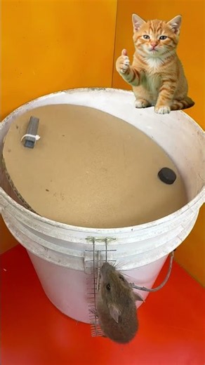 Tips for safe and effective mouse trapping at home #rat