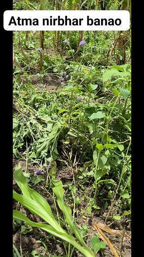 146K views · 2K reactions | Techi Rancho World's on Reels | Facebook