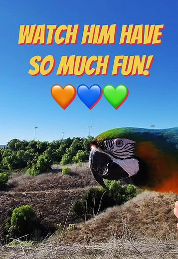 Such a fun flight! Bunch of jinking around! Definitely missing all his buddies to fly with though! But he continues to work on his skills! #freeflyingparrot #somuchfun #freedom #flying #macaw #catalinamacaw #skills