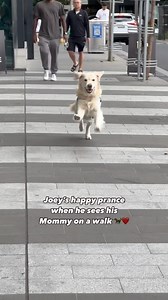 J O E Y | How u doin? 👀 on Instagram: "He does this every time 😍 P.S. this is not a crosswalk, it is just a footpath with a striped tiles that goes along our building. Of course we wouldn’t let him cross the road off leash 😂 . . . . #goldenretriever #goldens #goldenpuppy #dogsofinstagram #funnydogvideos #funnydogs #dogsmelbourne #dogsofinstagram #cutepuppies #cutepuppy #goldenretrieverpuppy #funnydogs #funnydog #reels #trending #trendingreels #trendingnow #dogreels #puppy #puppylove #puppyoft