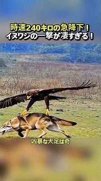 時速240キロの急降下！イヌワシの一撃が凄すぎる！ #動物 #イヌワシ #オオカミ #猛禽類 #野生動物