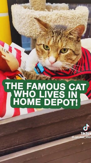 The Garden State | Leo is a cat who lives at the Mount Laurel, NJ Home Depot and has quickly rose to stardom via TikTok. The Home Depot adopted him a year ago... | Instagram