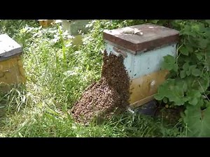 Massive Bee Swarm ASMR — Calm & Relaxing Nature Sounds