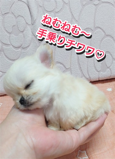 手乗りチワワが寝る姿｜シャンプーでふんわり可愛い子犬