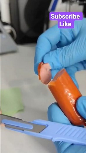 ​Hot Dog Microscopy: Bugs, Fibers, and... Worms?