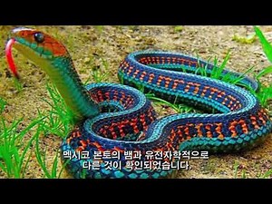 멸종위기에 처한 희귀한 동물 TOP 10(우리나라에서는 볼 수 없는 신비하고 특이한 동물이 가득합니다.)
