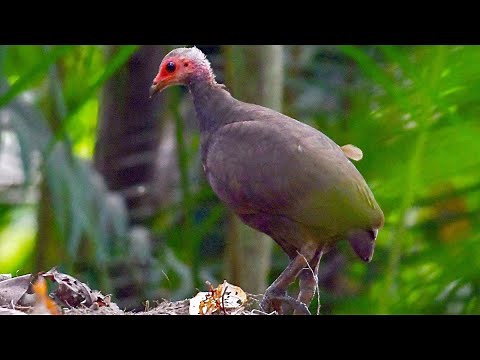 Nicobar megapode (Megapodius nicobariensis)