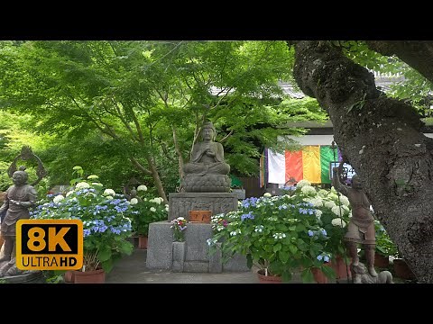 4K 8K Hydrangea garden in Hasedera, Kamakura 2022