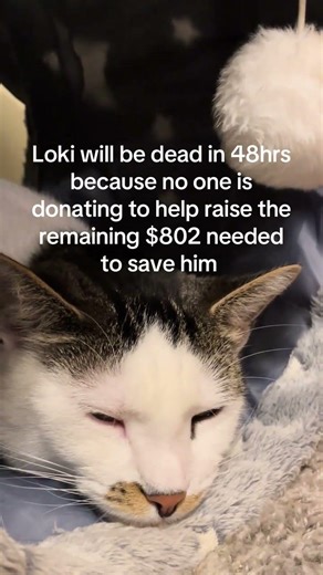 Save little Loki today! Every donation counts 💞