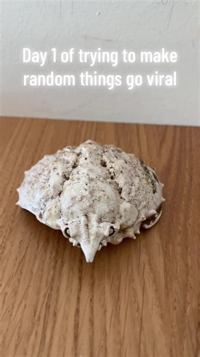 Day 1 Challenge: Making Random Things Go Viral