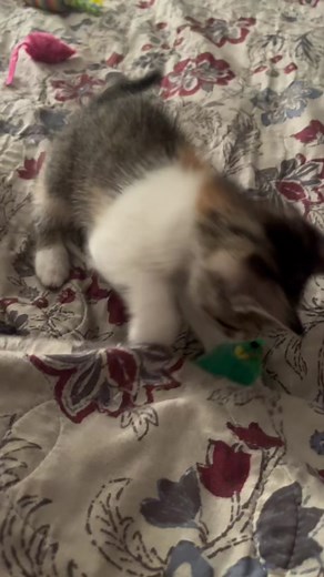 Amy Greene (@amygreene5)’s videos with Cute - Bensound