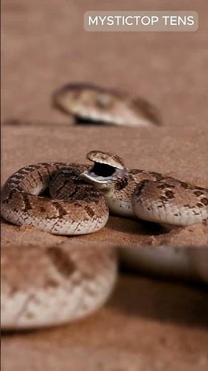 Egg-Eating Snake: The Funniest Pet You'll Ever Meet! 😂🥚🐍 #didyouknow #shorts #mystictopten #respect