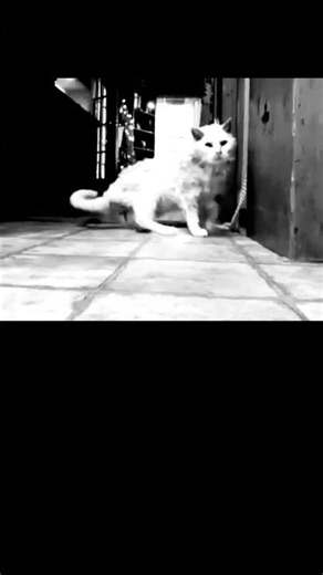 Is he a skinwalker or is he the oldest cat in the world? Horror scene ❤️😳 #fypシ