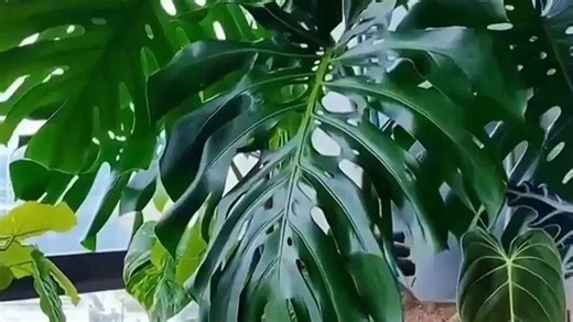 精准滋养 德沃多龟背竹营养液 根系强壮 长势旺盛