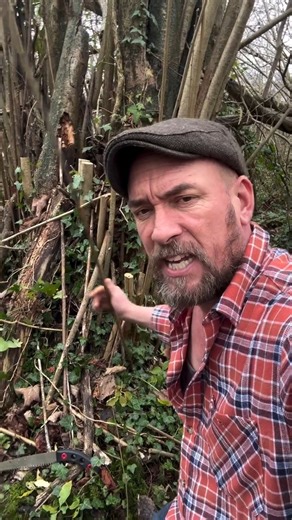 Hazel, Corylus Avellana. Coppiced and managed in our ancient woodlands for millennia it is a rich and precious habitat and is used still in a wealth of woodland crafts and trades.. | 𝒯𝒽𝑒 𝒫𝒶𝓊𝓁 𝐿𝒶𝓂𝒷 𝐻𝑒𝒹𝑔𝑒𝓁𝒶𝓎𝑒𝓇