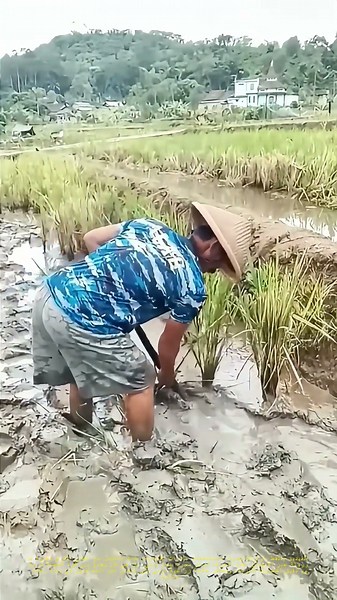 حراثة المستنقعات: كيف يحول المزارع الطين إلى أرض خصبة