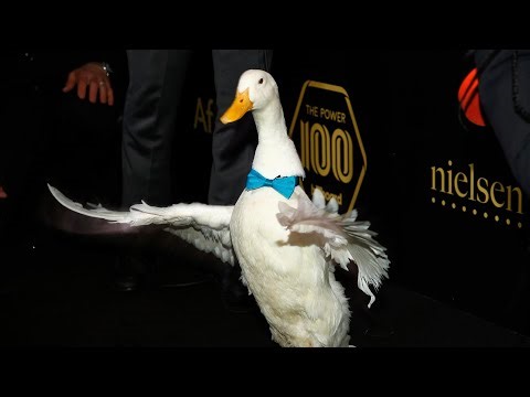 Hello duck a peek a boo adventure story time for kids