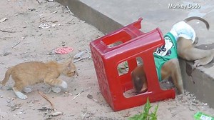 6.5K views · 372 reactions | What's Kitty Cat Want To Do With Beloved Friend Dodo | Monkey Dodo | Facebook