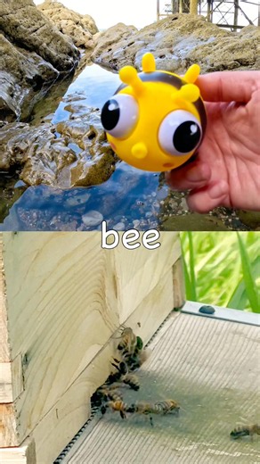 Fun Toys | Bug Insect Names for Kids to Learn at the Rock Pool: Orchid Mantis Bee Cricket Scorpion