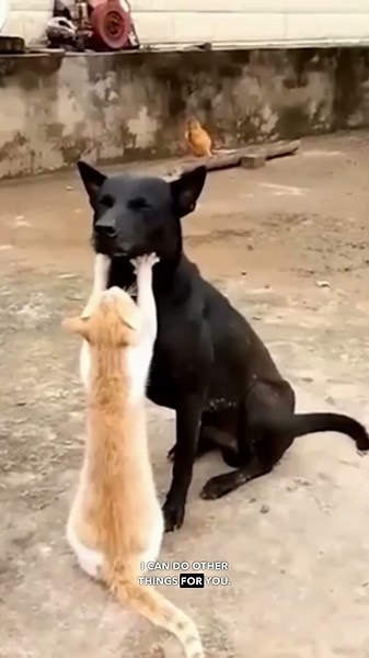 Animals Being Cute - Ozzy Man Reviews