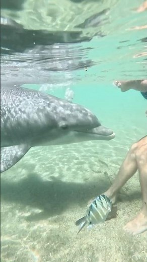A Day in the Life of a Dolphin Trainer (Marine mammal specialist)