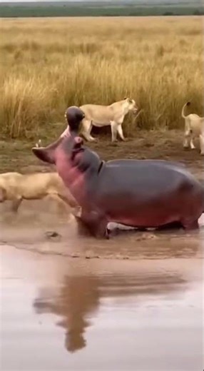 What Happened When Lions Attacked a Baby Hippo 🦁💥🦛