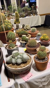 Video from the Intercity show this year, focusing on cacti, including the genus Gymnocalicium, Melocactus, and others!😍😍😍 | Botanic Wonders