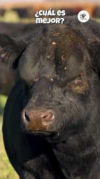 Which is better? Black Angus vs Red Angus