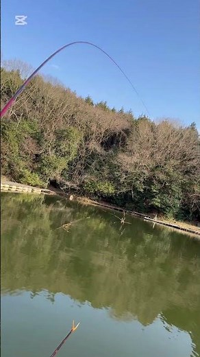 のべ竿だからなせるヘラブナの引きの美しさ！#shorts #ヘラブナ #へら #段底 #段差の底釣り #15尺 #瀑麩 #ひだ池