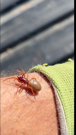 Woodlouse Spider - London UK