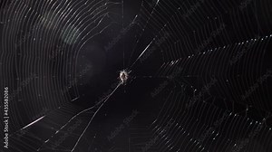 spider in large spider web at night waiting for prey.