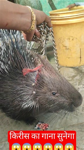 Kirish Ka Gaana Sunega ? Dhoom#viralboy #remix Dil Na Diya | Le Beta#viral #shortvideo