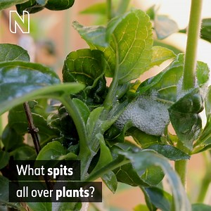 4.1K views · 95 reactions | Have you spotted peculiar white foam on any plants recently? If you take a closer look, you might spy a tiny creature crawling about inside. Museum scientist Max Barclay explains what makes cuckoo spit and why. | Natural History Museum, London | Facebook