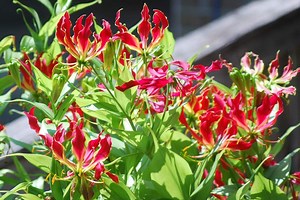 Gloriosa Lily Care and Growing Tips