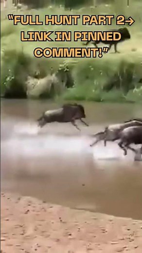 Lioness Hunt Teaser – Epic Chase at the Great Migration | Wild Rivals