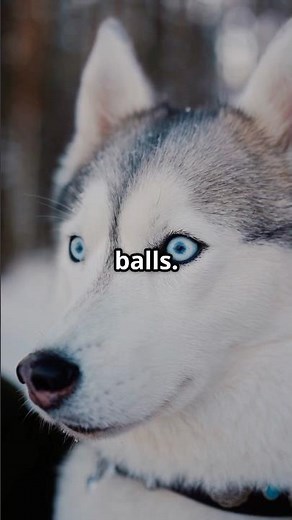 Husky vs. Wolf: spot the difference! #huskylife #husky