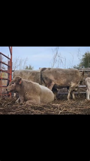 The cattle have been brought home for winter, the harvest has been delivered to customers, 1/2 the winter hay is stacked, & this weekend we wrapped up preg-testing & fall vax/worming. Only 25 more tons of hay to get delivered this week & then we can take a breath & wait for the babies🙏🏻 So incredibly thankful for my girls @lacey_ann97 @crider.05 @lindsey.johns3 that help us work the cattle every season. They know our cows well & know that we prefer to handle them as quietly as you possibly can