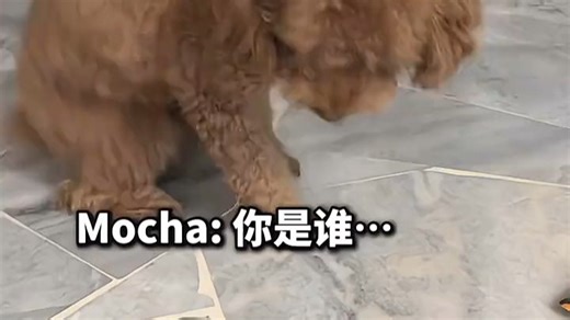 远程控制5路摄像头的智能安防监控系统