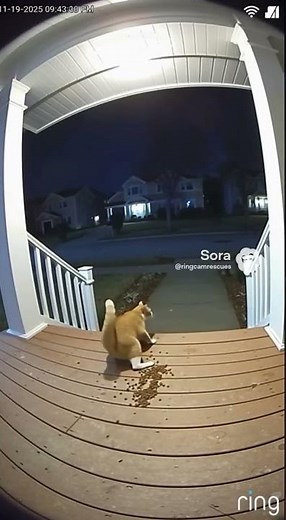 Cat vs Raccoon Gang: Epic Backyard Fight!