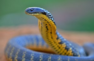 Particle 101: Aposematism | Particle