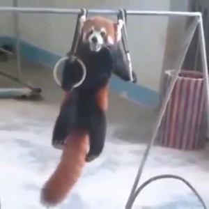 Red panda muscle up! Ahah www.letsdosomepullups.com Let's do some pull ups | Let's do some pull ups