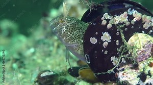 Reproduction Tentacled blenny (Parablennius tentacularis): the male protects the nest in the mussel shell, the male pokes its head, close-up.