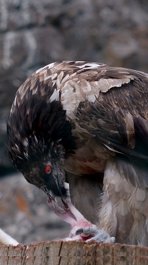 A Hawk Eating its Prey Wincent 1g1Vu #bird #nature #wildlife | HAWI Studios
