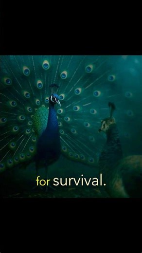 Why Peacocks have colourful tail?