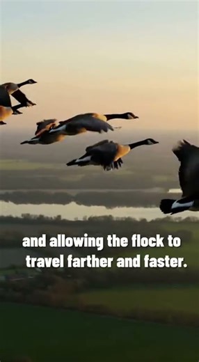 Why Birds Fly in a V? #birds #flybird