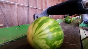 How Watermelons Grow in Canada