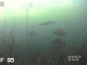 See what an Aqua-Vu camera can tell you about fish behavior, and what that fish is actually doing as it approaches and takes the bait! | Aqua-Vu
